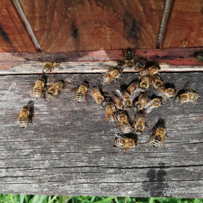 21.08. 2019 Festyn Rodzinny w Ogrodzie Zoobotanicznym