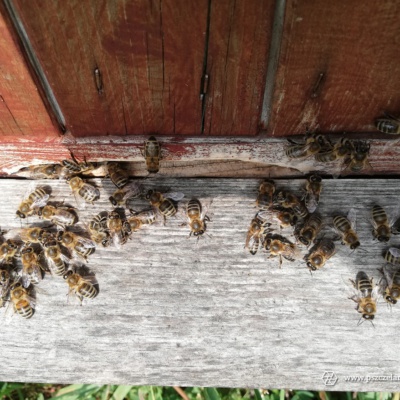 21.08. 2019 Festyn Rodzinny w Ogrodzie Zoobotanicznym